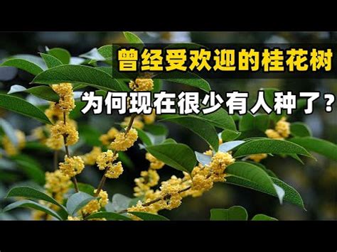 桂花樹 風水|桂花風水：化煞旺財妙法